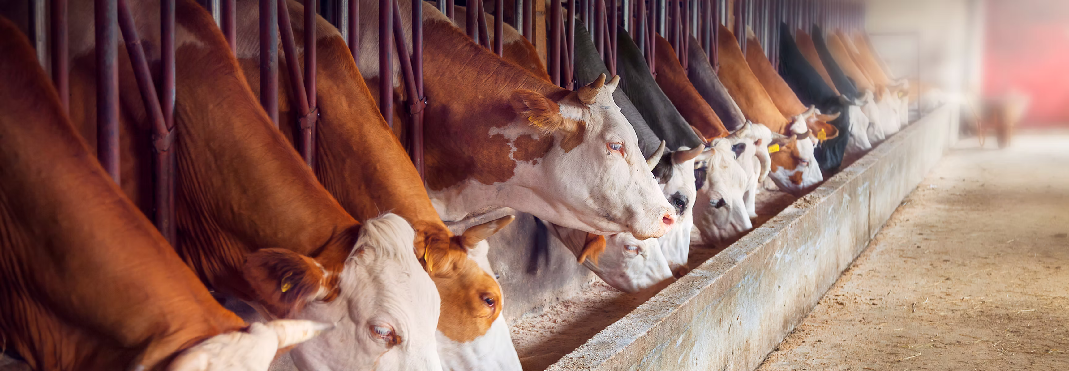 40Plus Elite Dairy Feed